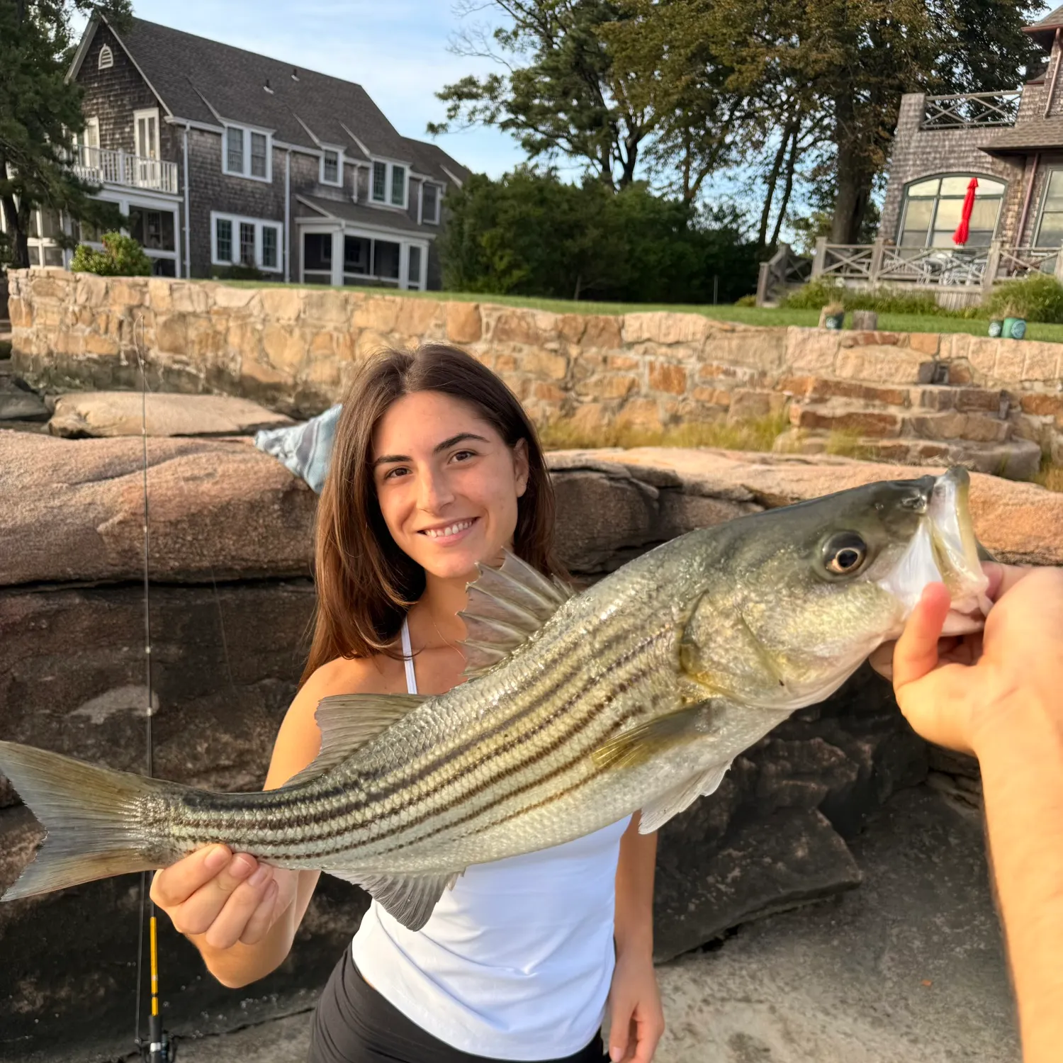 Striped bass caught on Fishbrain