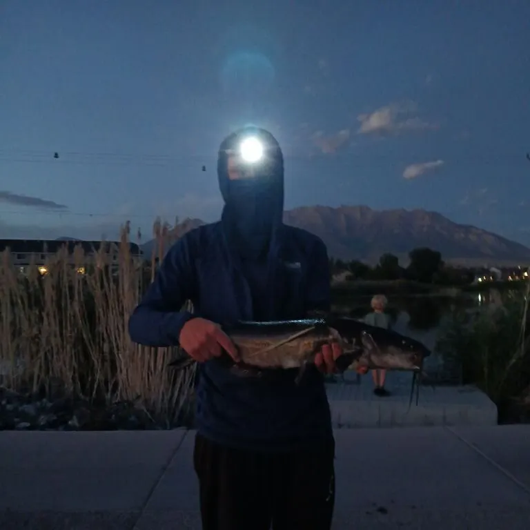 Channel catfish caught on Fishbrain