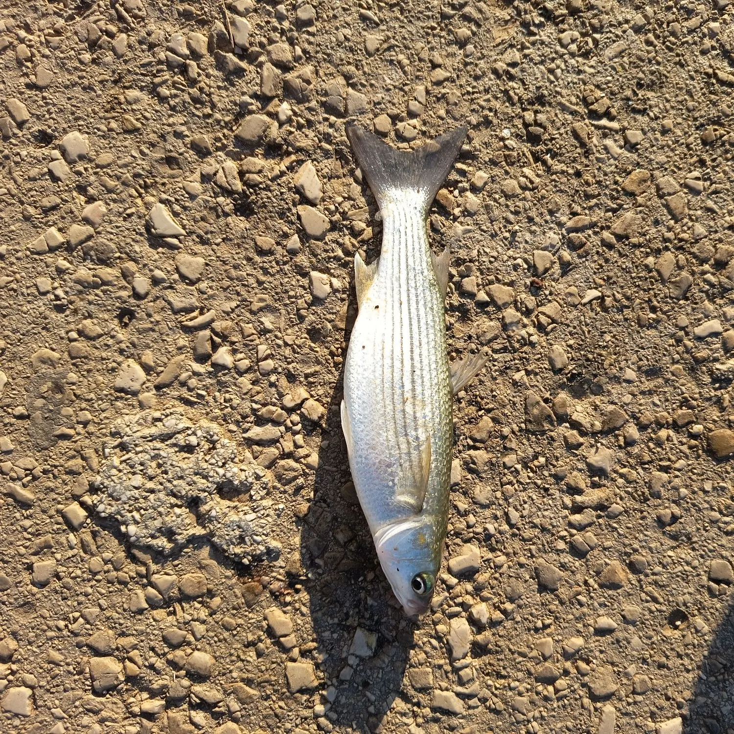 The most recent Thicklip grey mullet catches on Fishbrain