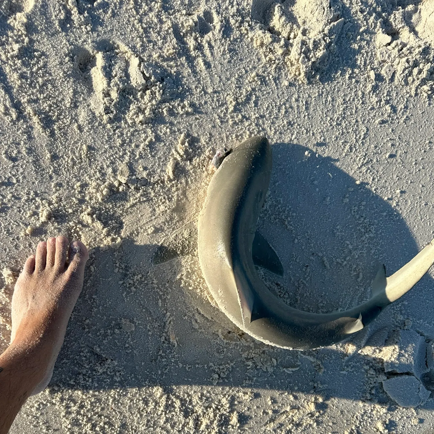 Sandbar shark caught on Fishbrain