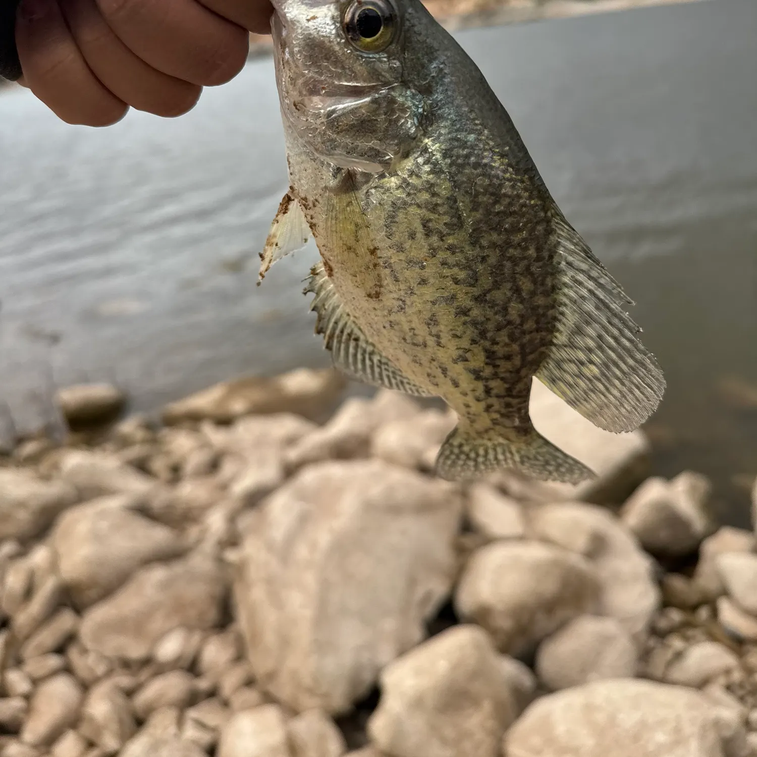 Black crappie caught on Fishbrain