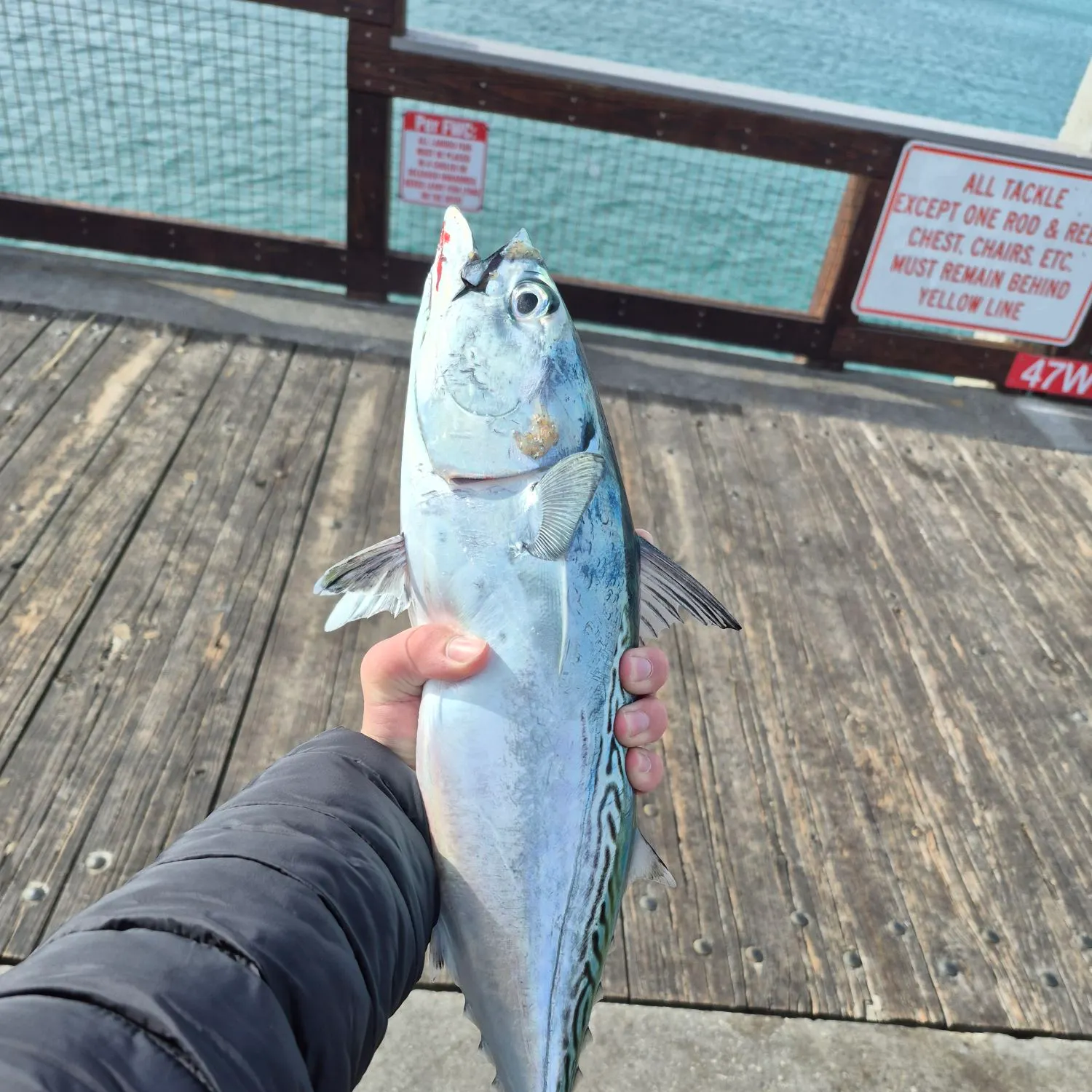 The most recent Little tunny catches on Fishbrain