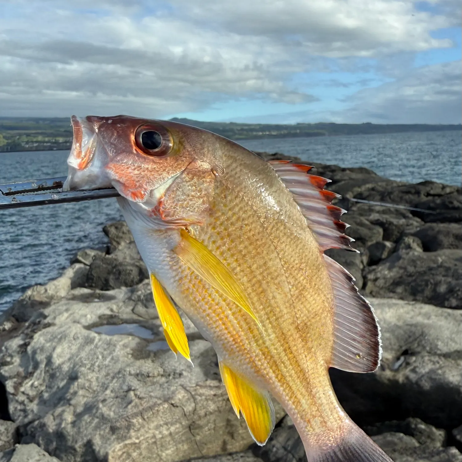 The most recent Blackfin snapper catches on Fishbrain