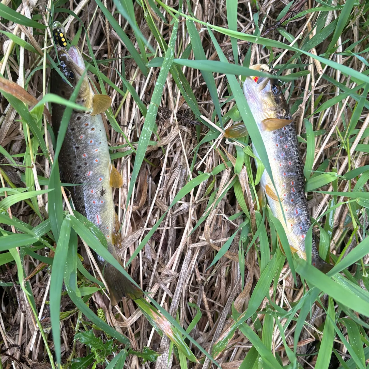The most recent Brown trout catches on Fishbrain