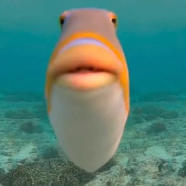 The most recent Lagoon triggerfish catches on Fishbrain