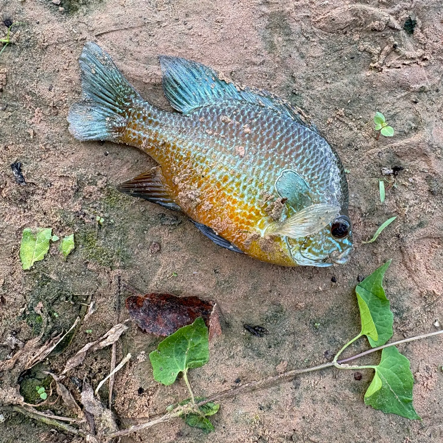 Greengill hybrid caught on Fishbrain
