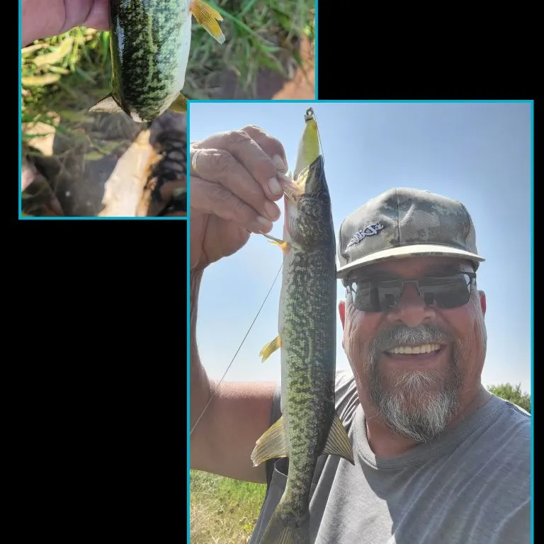 The most recent Grass pickerel catches on Fishbrain