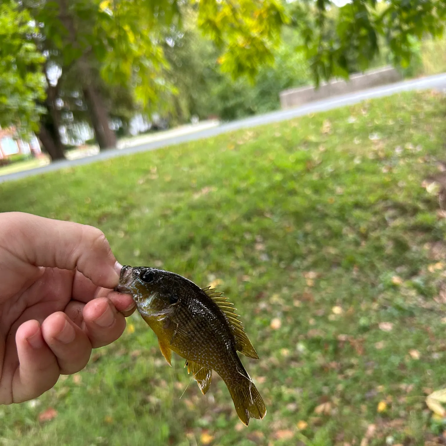 Green sunfish caught on Fishbrain