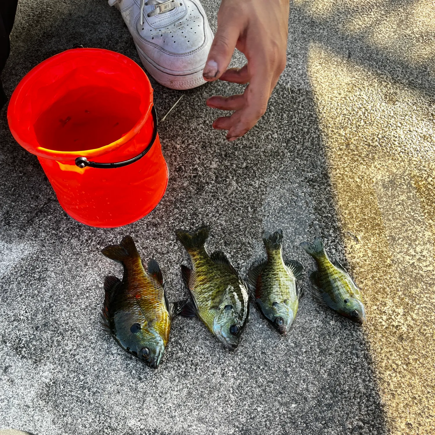 recently logged catches