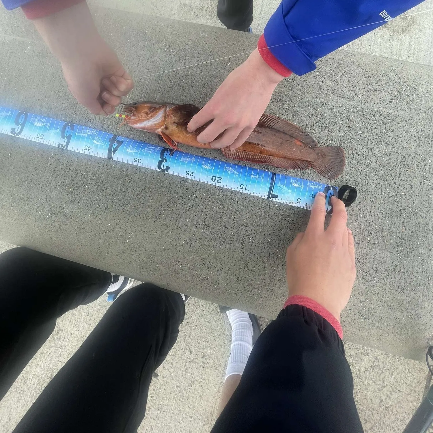 The most recent Three-bearded rockling catches on Fishbrain
