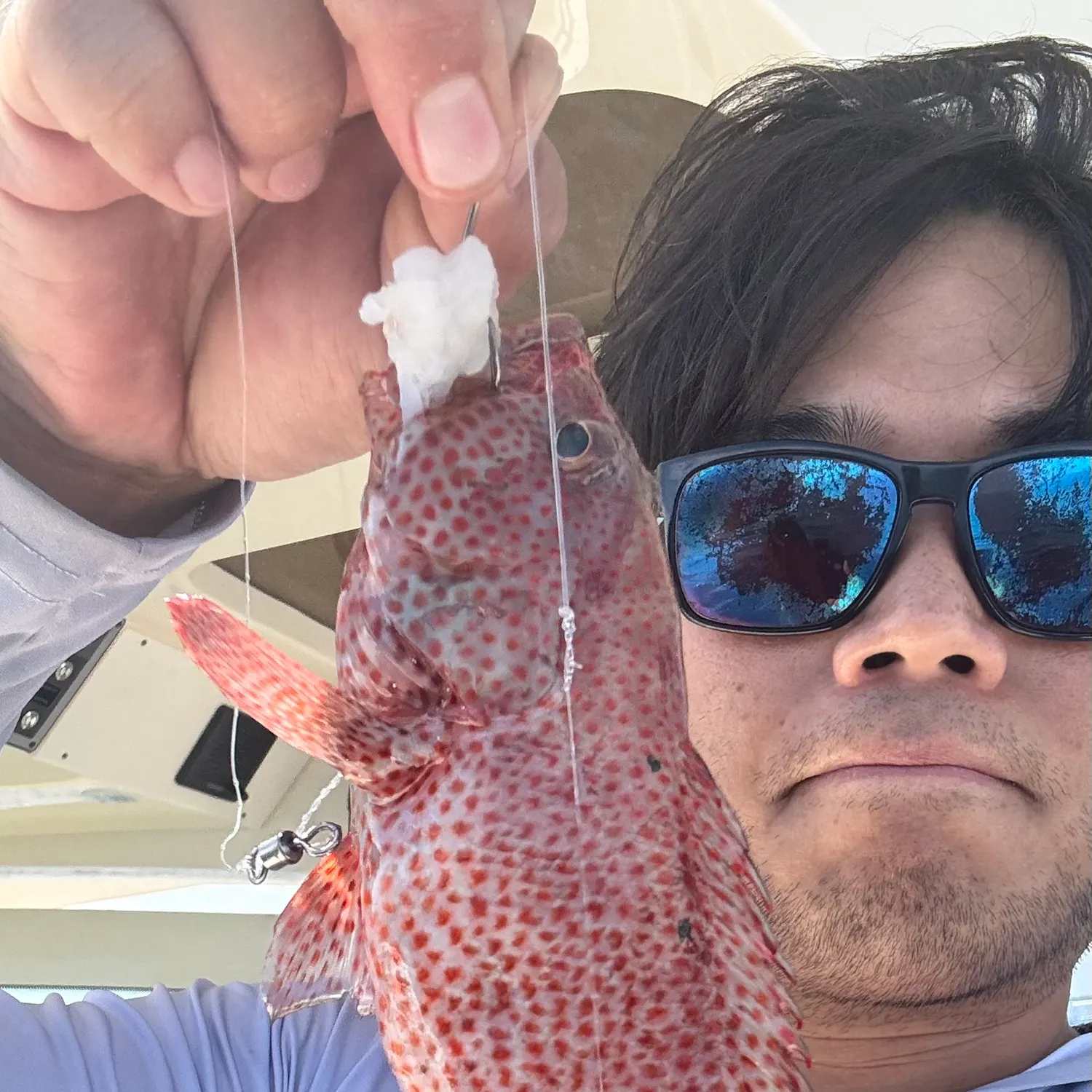 The most recent Graysby grouper catches on Fishbrain