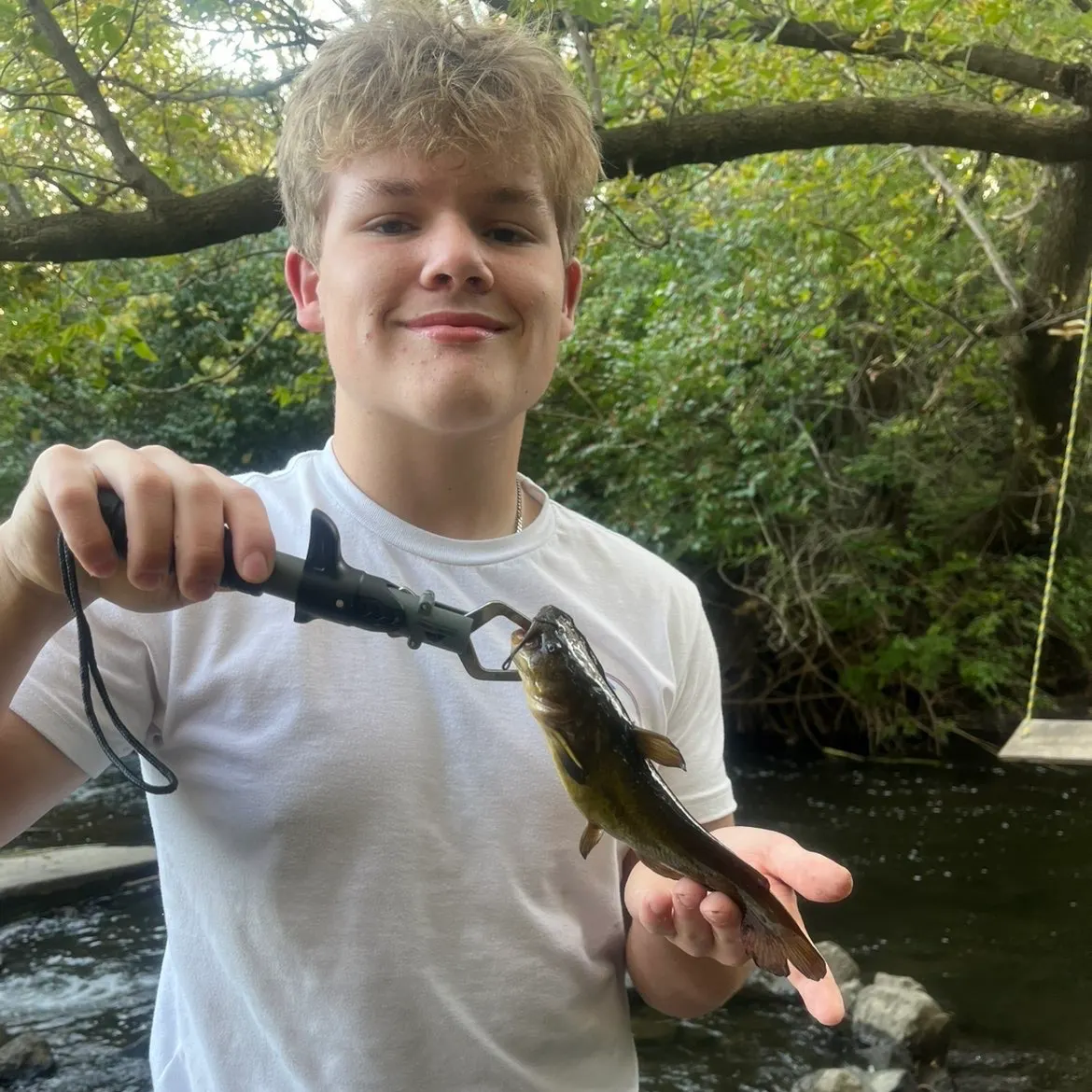 Yellow bullhead caught on Fishbrain