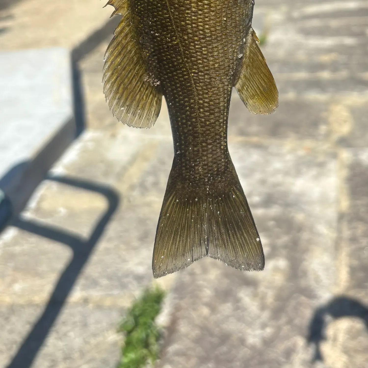 Smallmouth bass caught on Fishbrain