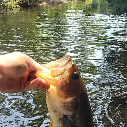 angler catch