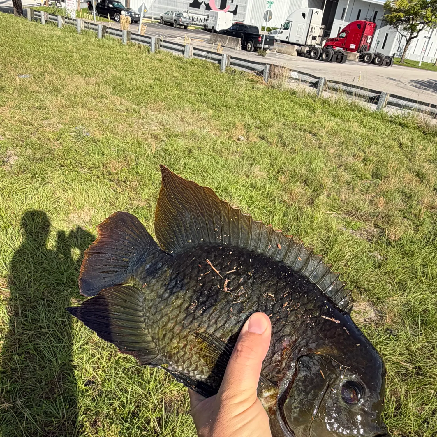 The most recent Spotted tilapia catches on Fishbrain