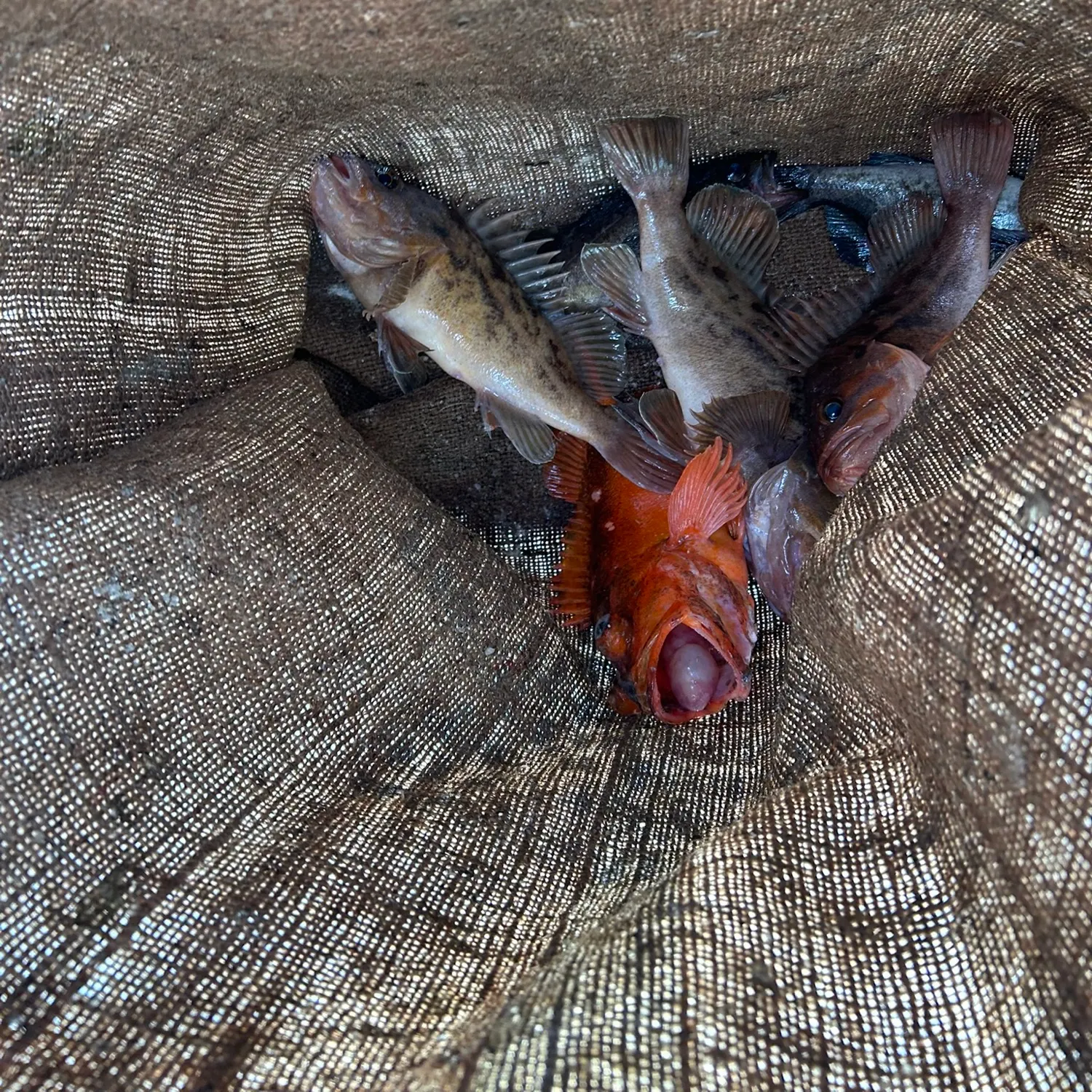 The most recent Gopher rockfish catches on Fishbrain