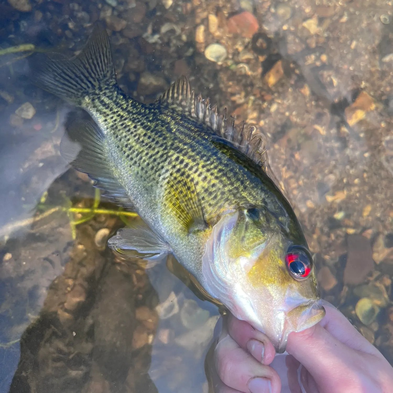 Rock bass caught on Fishbrain