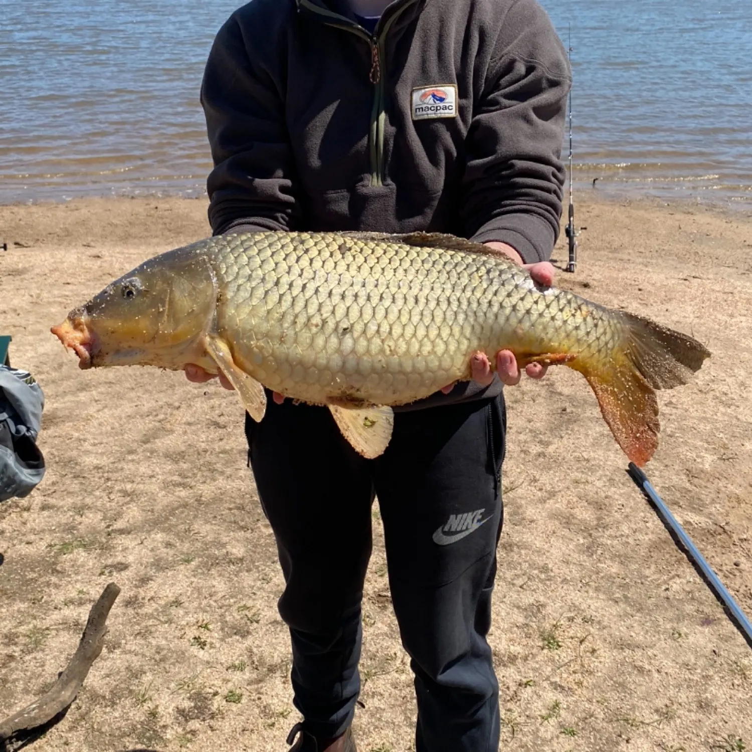 Common carp caught on Fishbrain