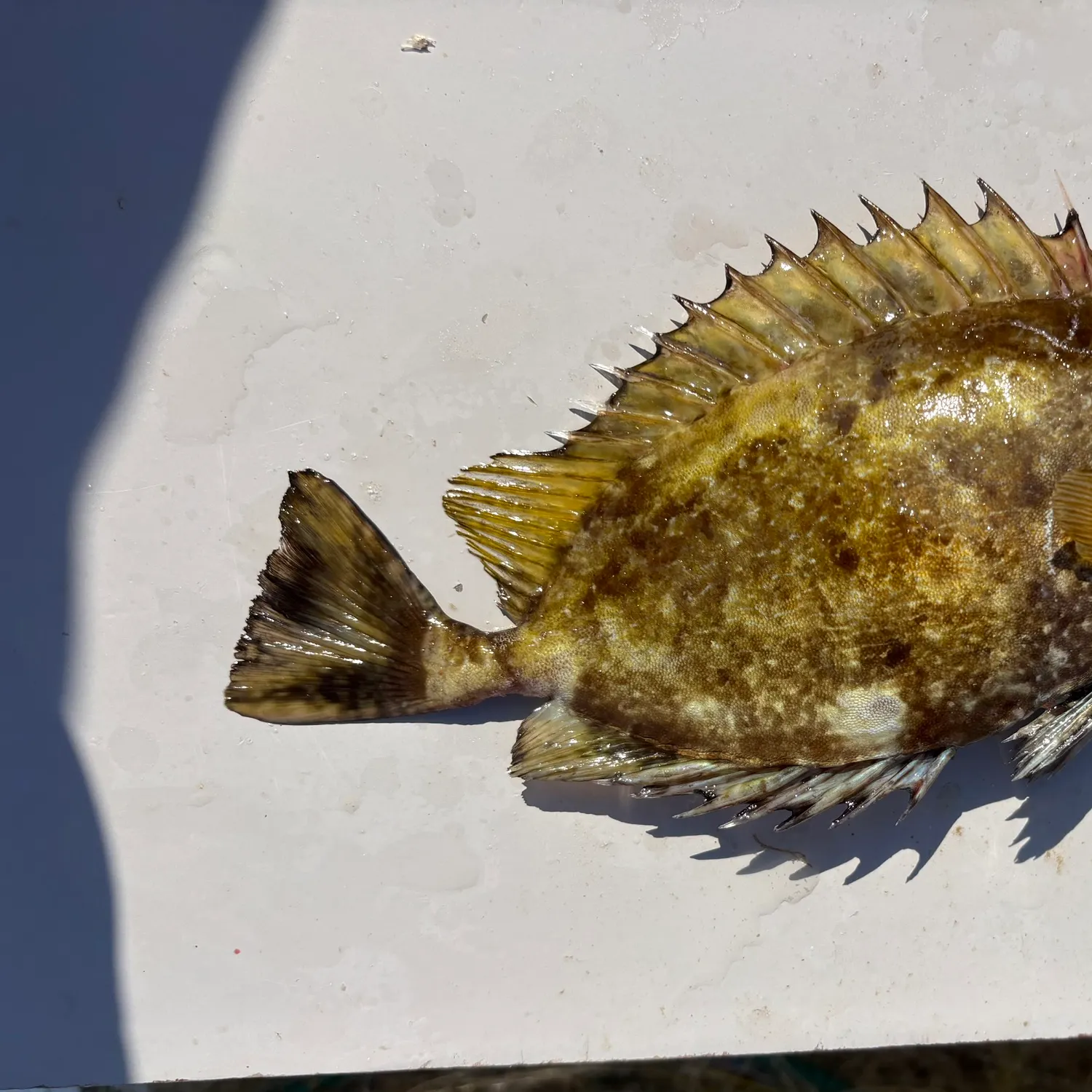 The most recent Mottled spinefoot catches on Fishbrain