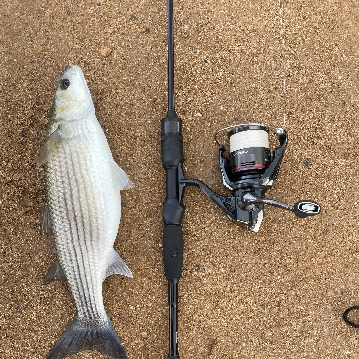 The most recent South African striped mullet catches on Fishbrain