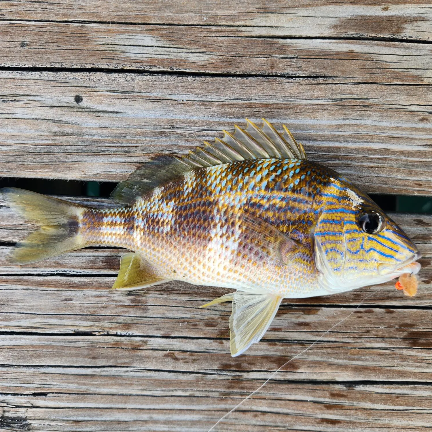 The most recent White grunt catches on Fishbrain