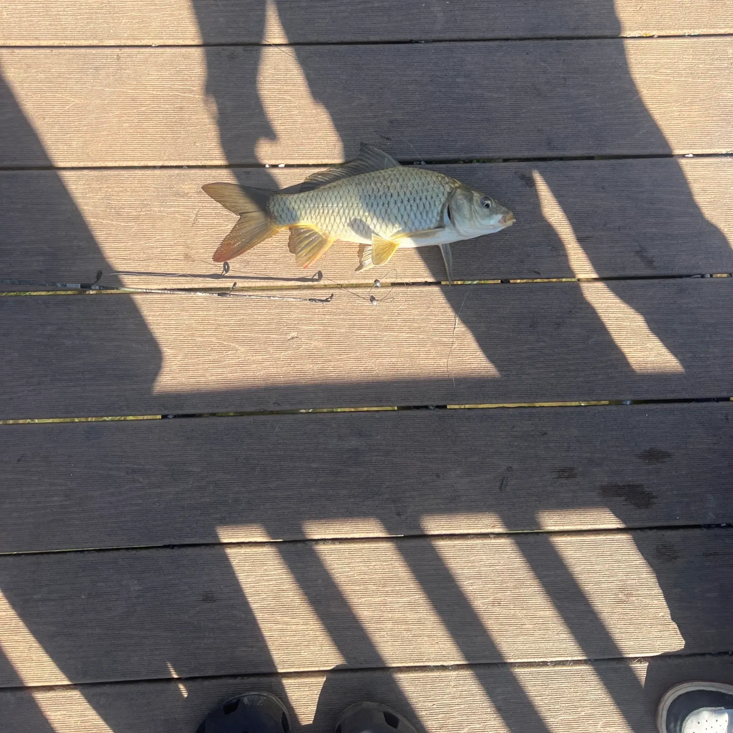Common carp caught on Fishbrain