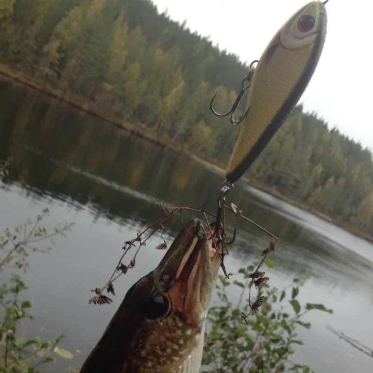 Northern pike caught on Fishbrain