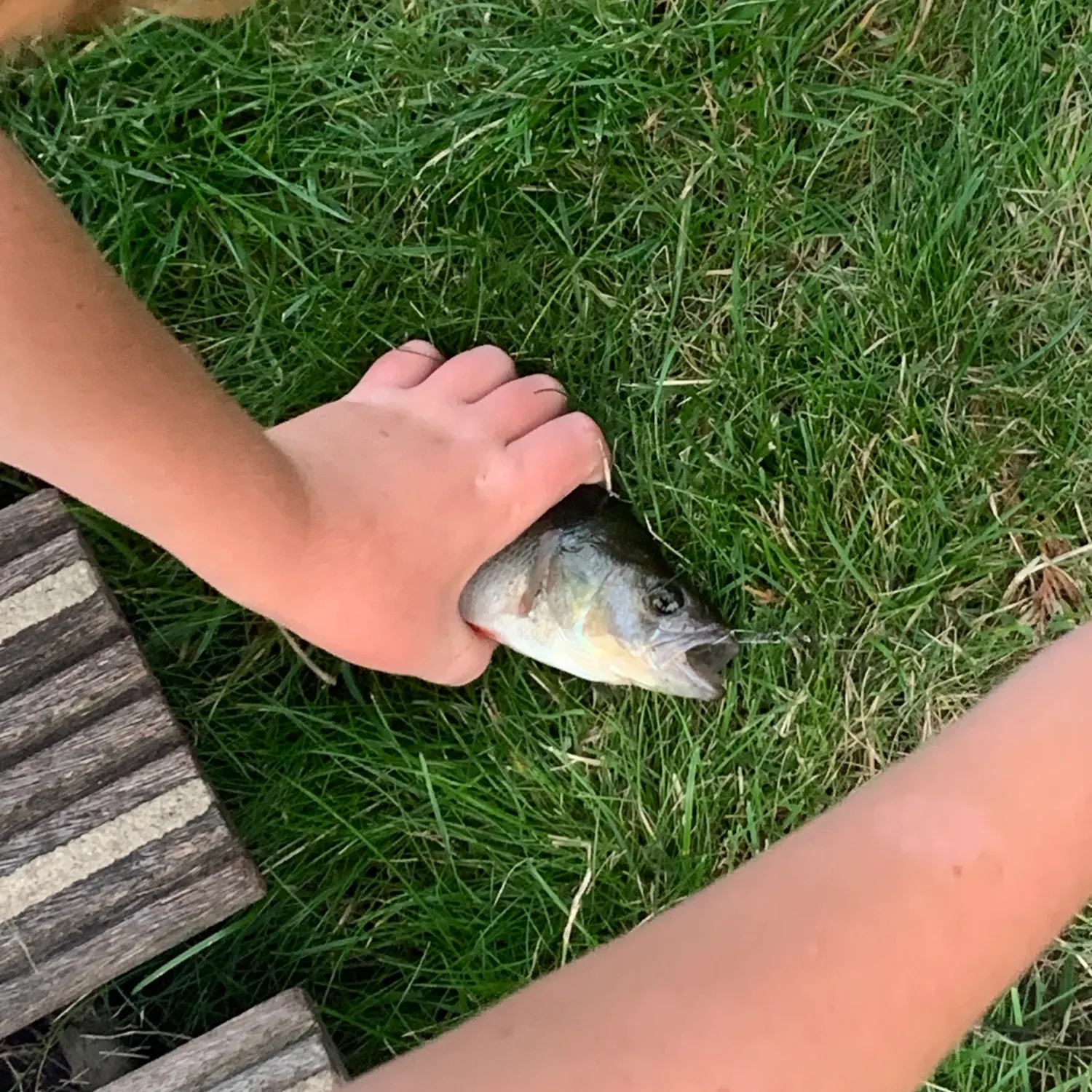 Fish caught on Fishbrain
