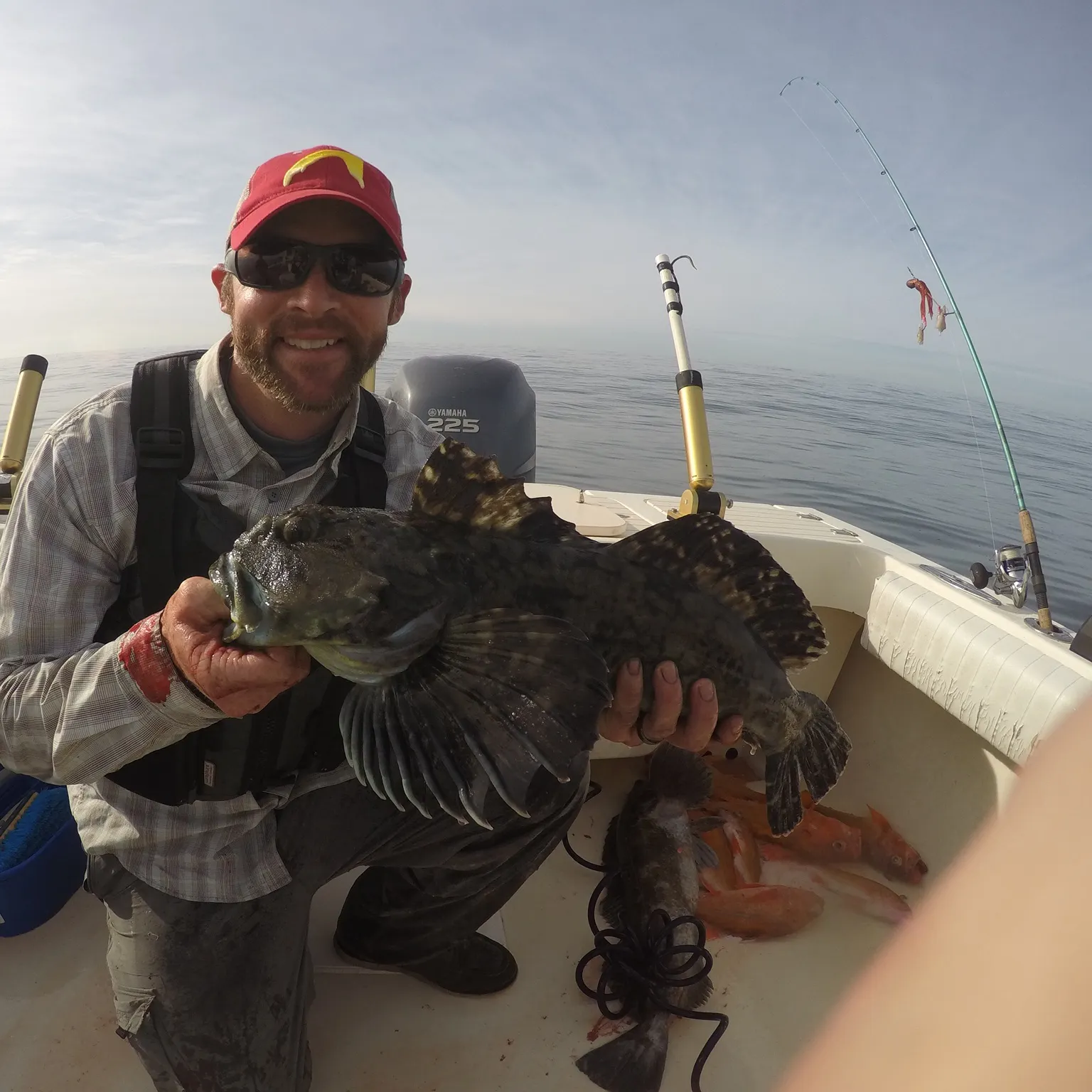 The most recent Cabezon catches on Fishbrain