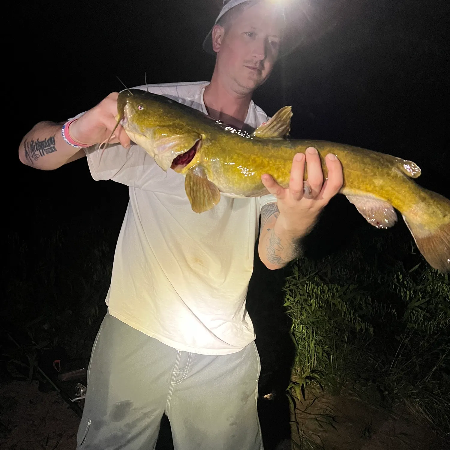 The most recent Flathead catfish catches on Fishbrain