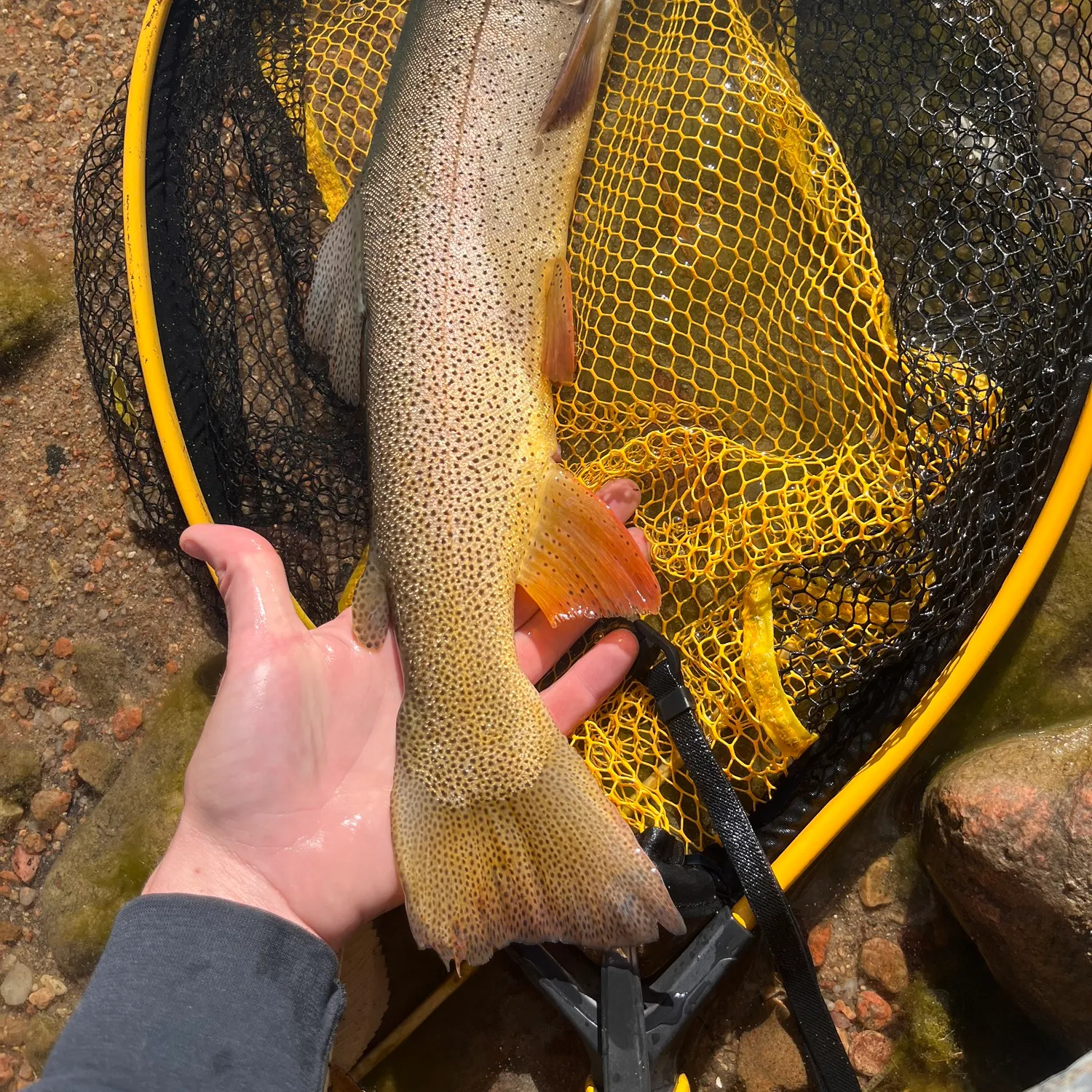 The most recent Snake River fine-spotted cutthroat trout catches on Fishbrain