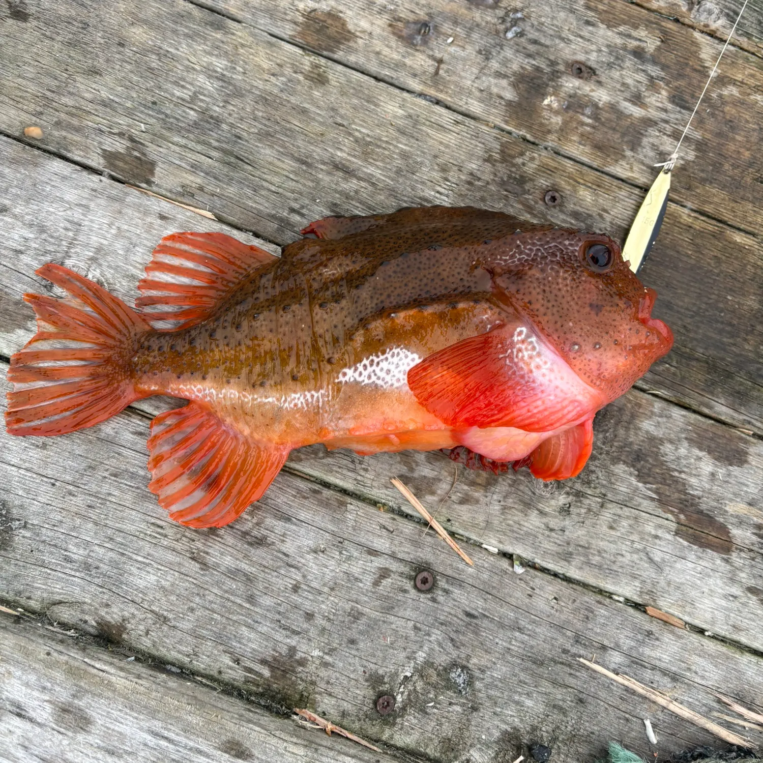 The most recent Lumpsucker catches on Fishbrain