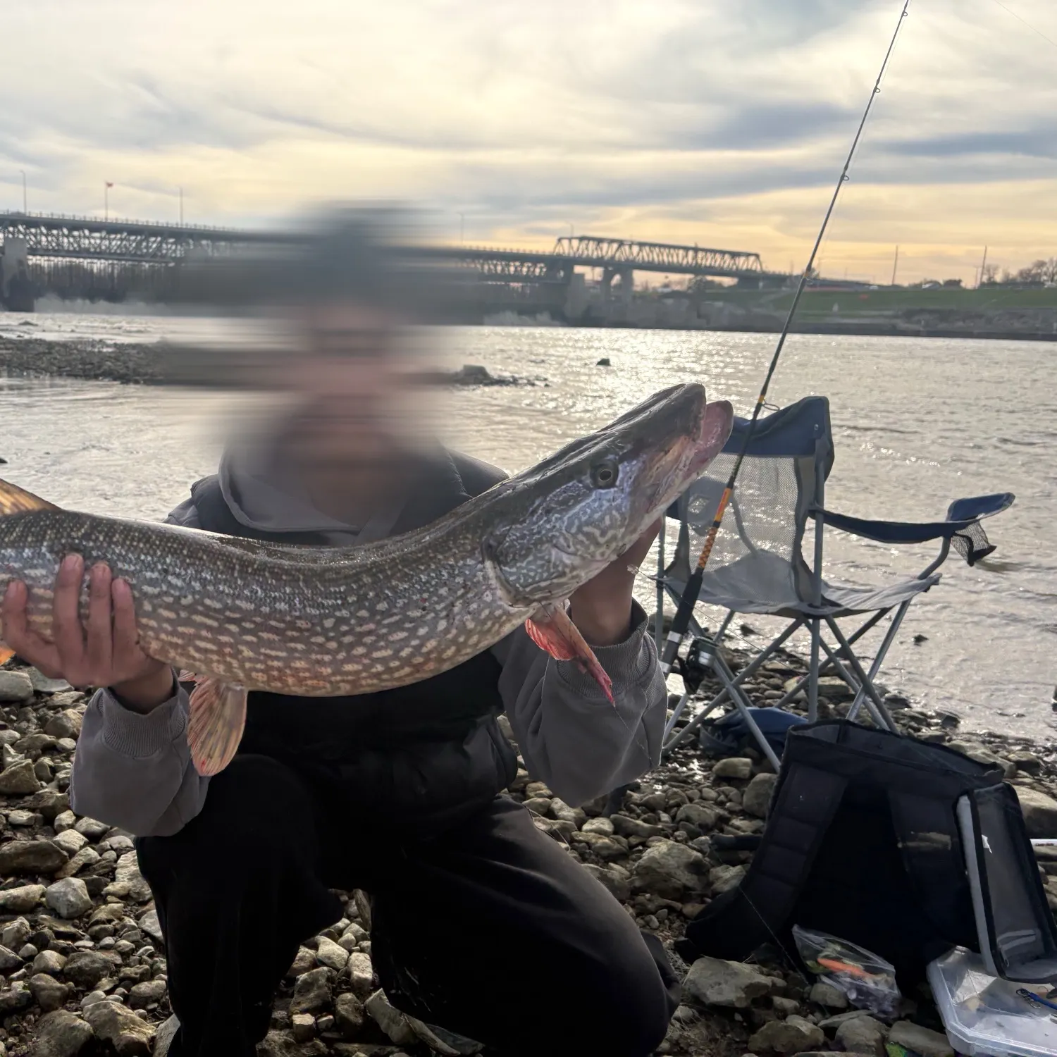 Northern pike caught on Fishbrain