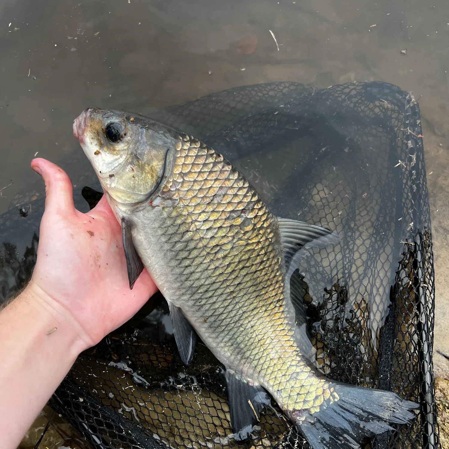 Smallmouth buffalo caught on Fishbrain