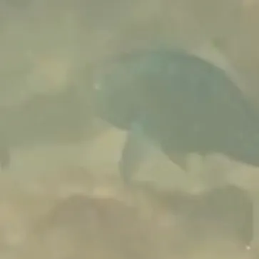 The most recent Blue parrotfish catches on Fishbrain