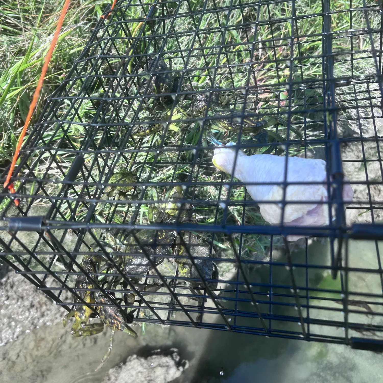 Green crab caught on Fishbrain