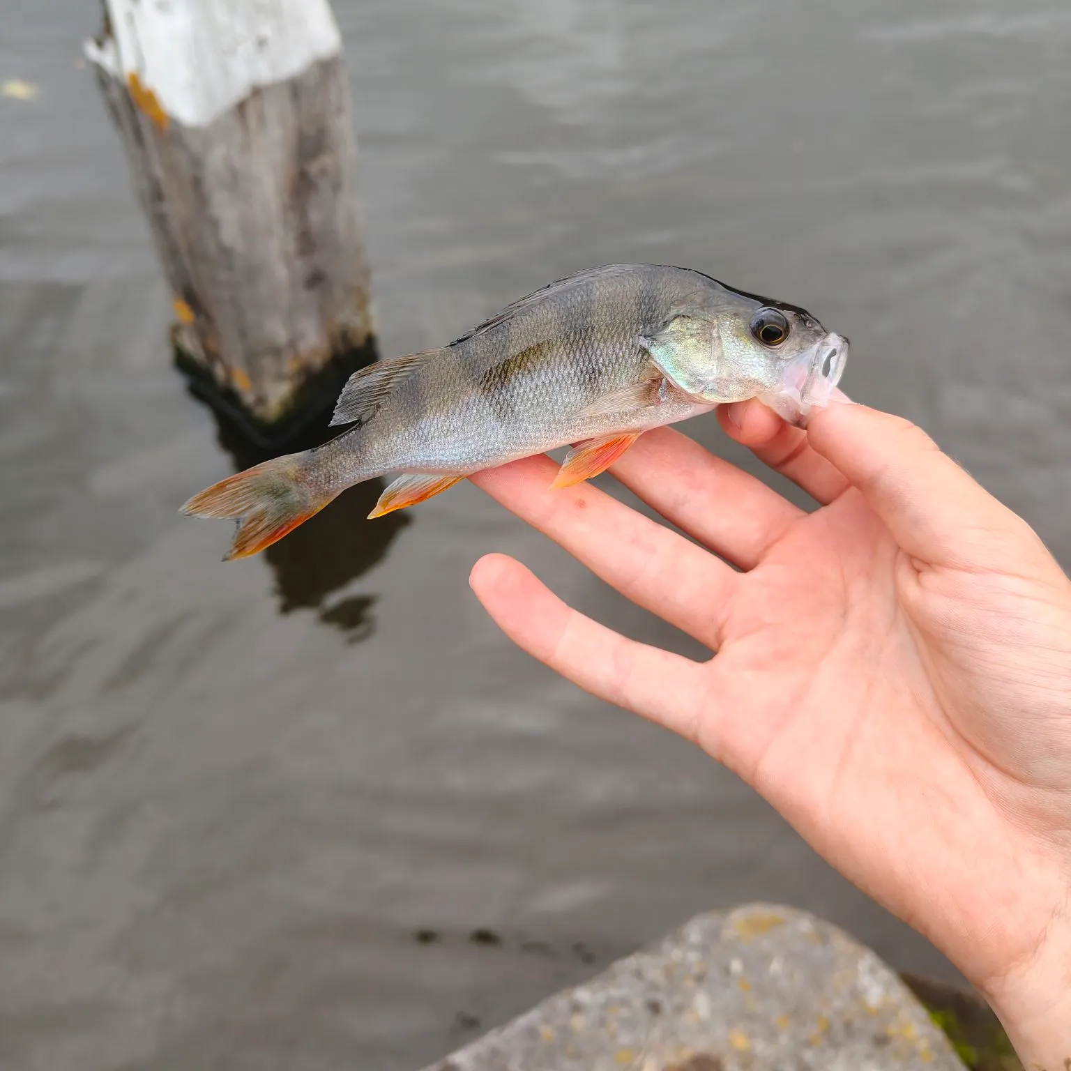 European perch caught on Fishbrain