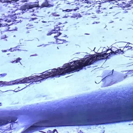 The most recent Dusky shark catches on Fishbrain