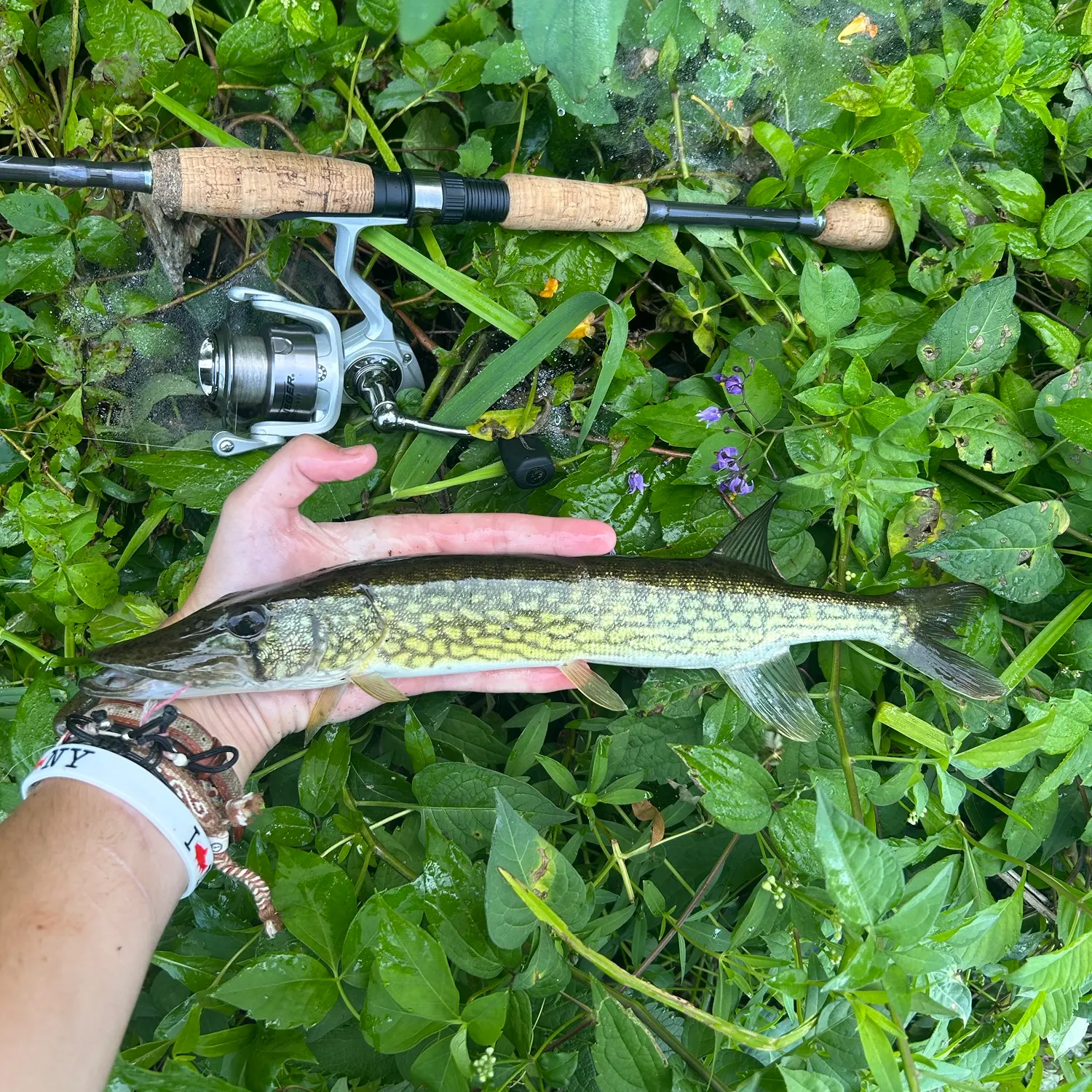 Chain pickerel caught on Fishbrain