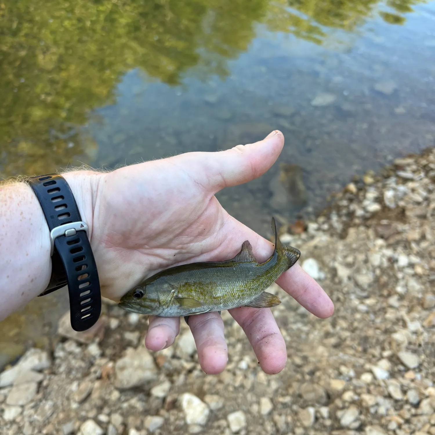 Smallmouth bass caught on Fishbrain