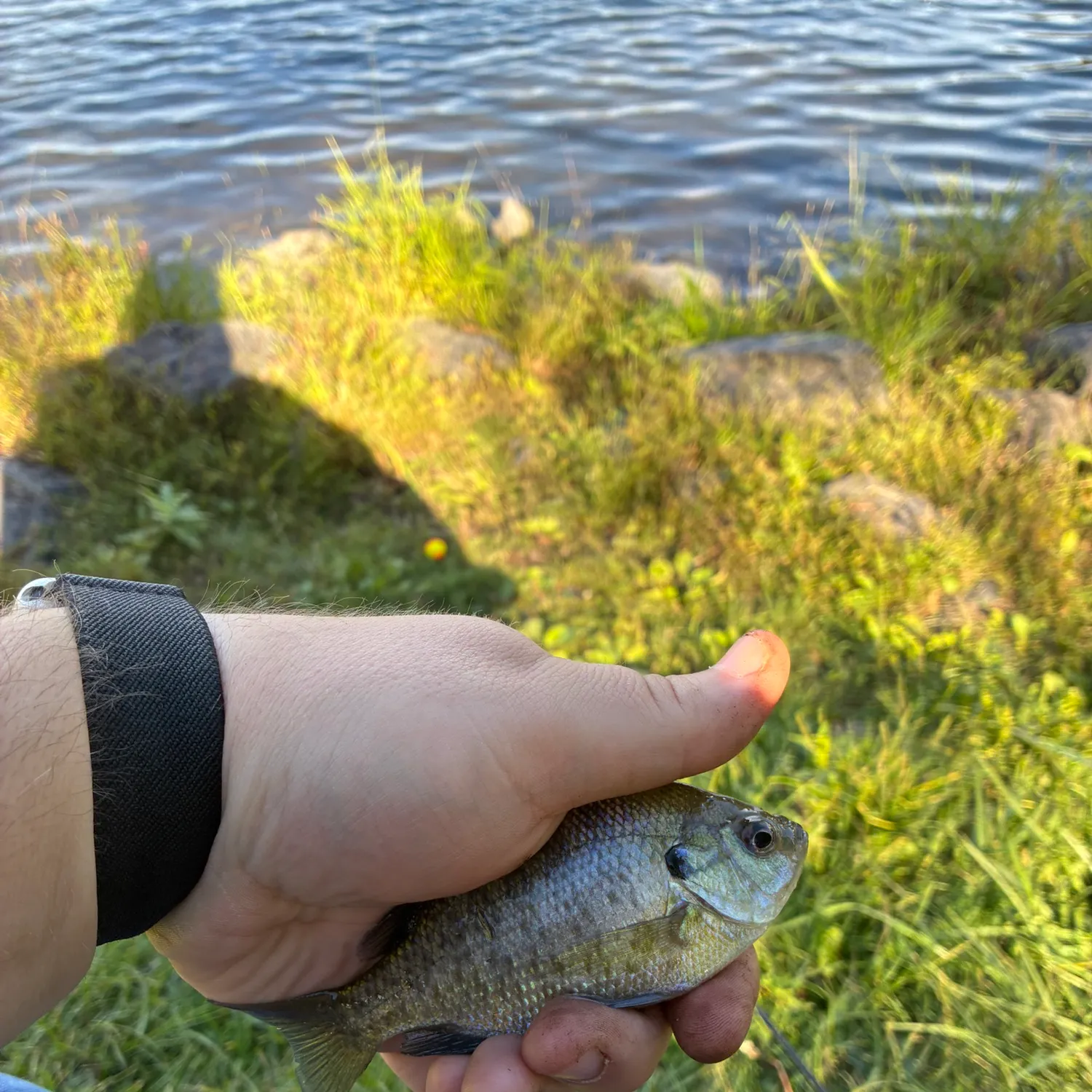Bluegill caught on Fishbrain