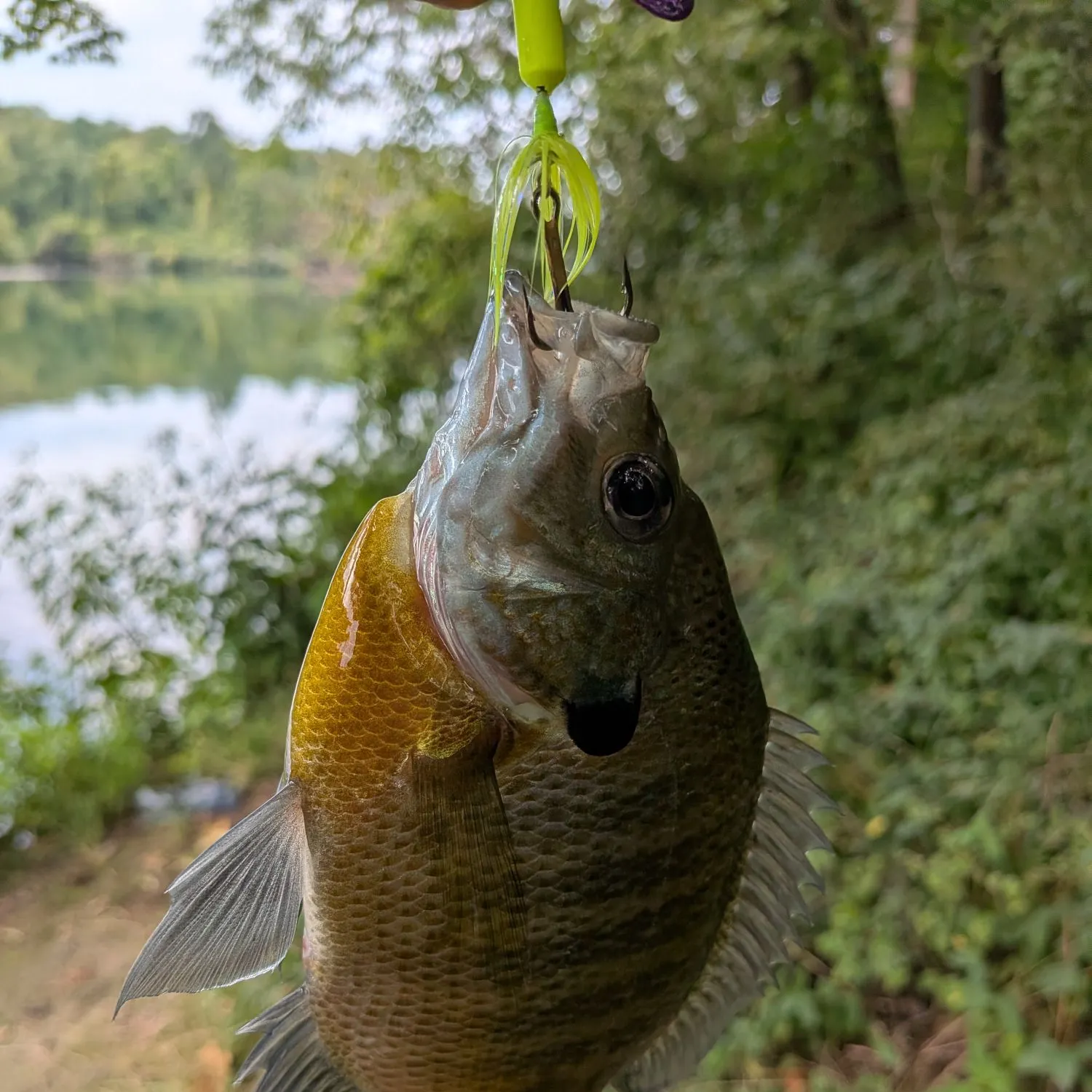 Bluegill caught on Fishbrain