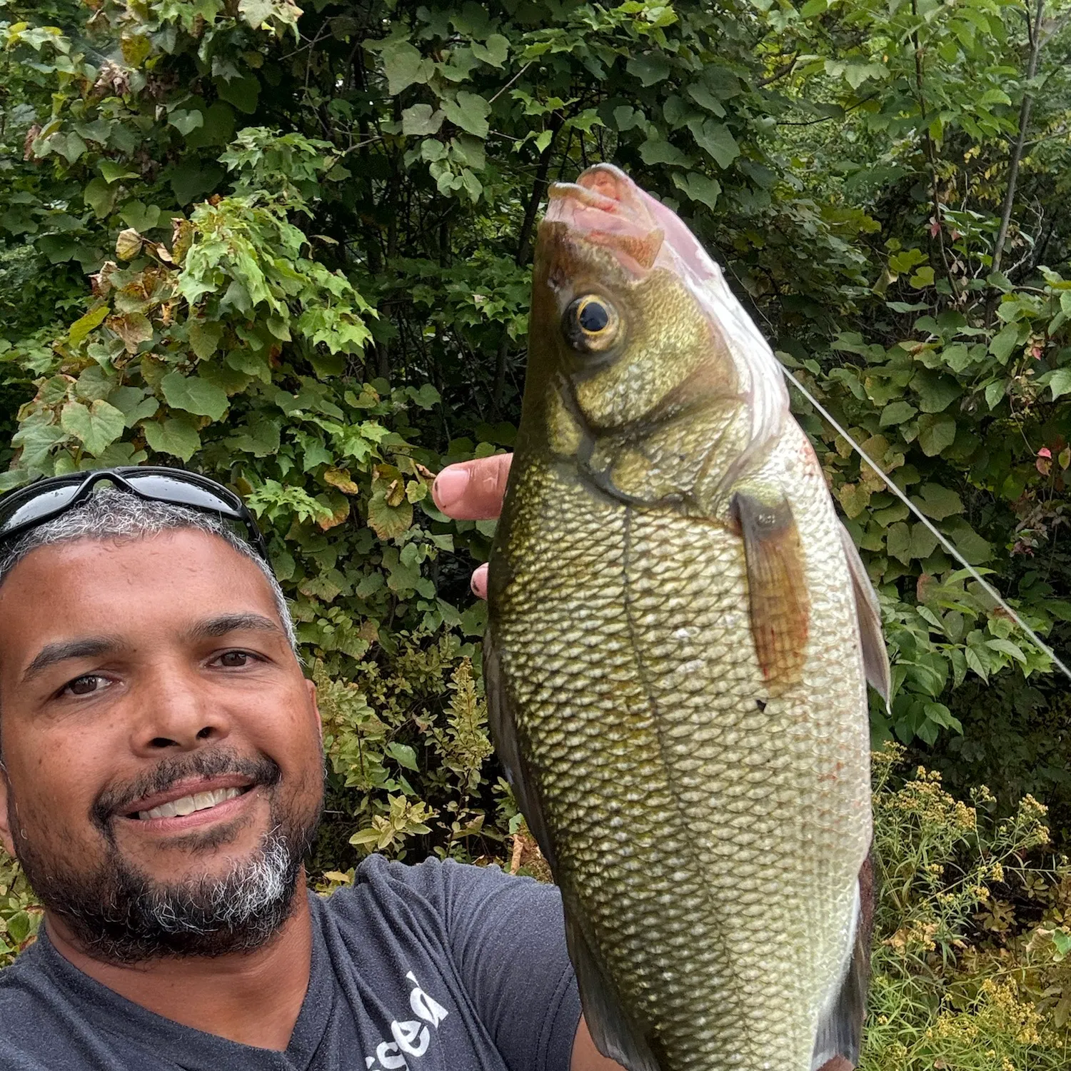 White perch caught on Fishbrain