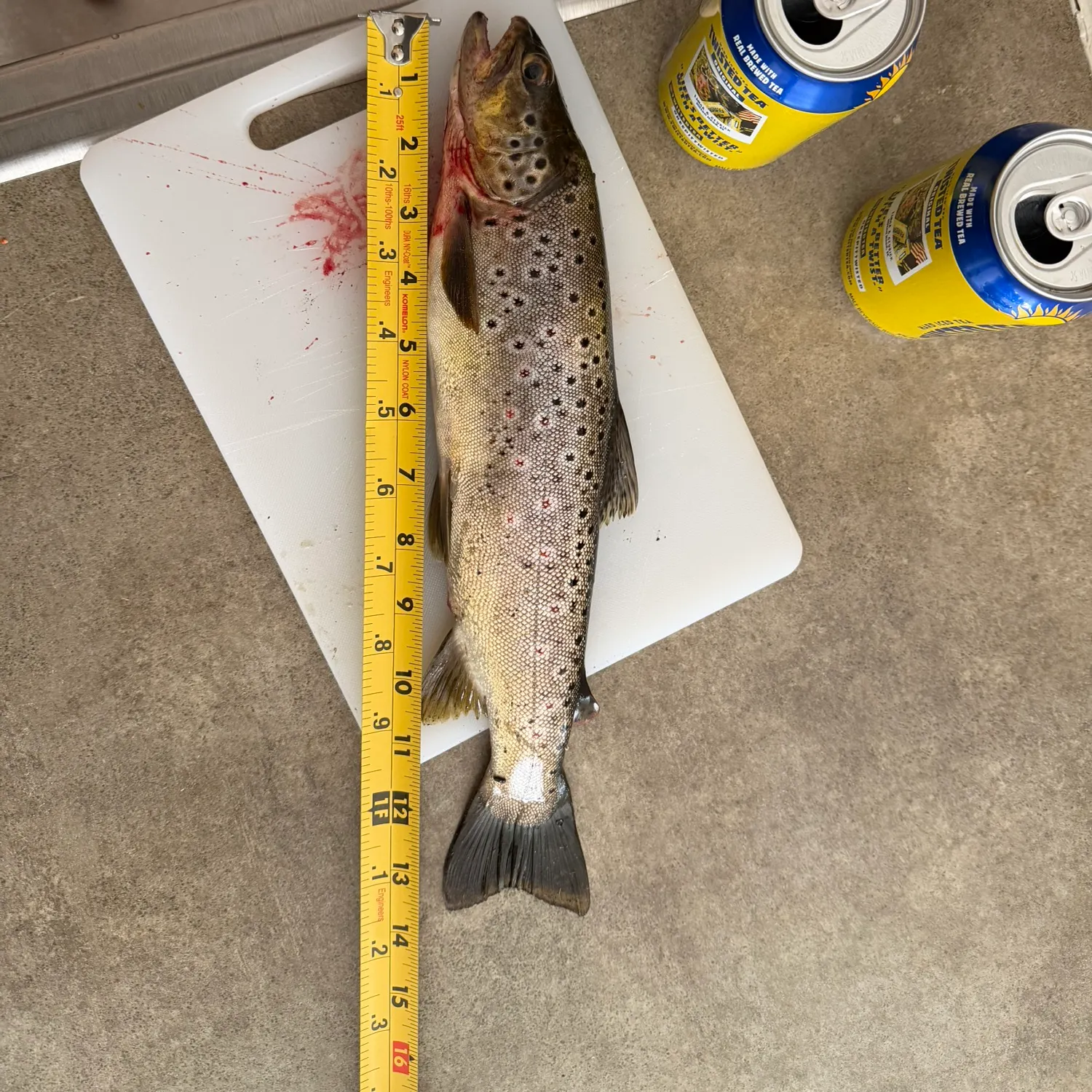 recently logged catches