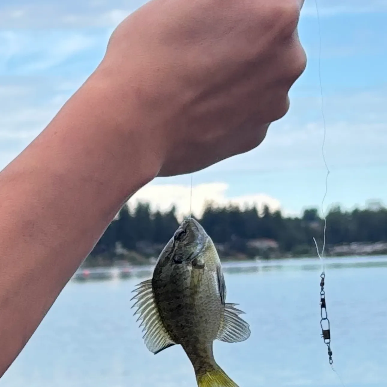 Bluegill caught on Fishbrain