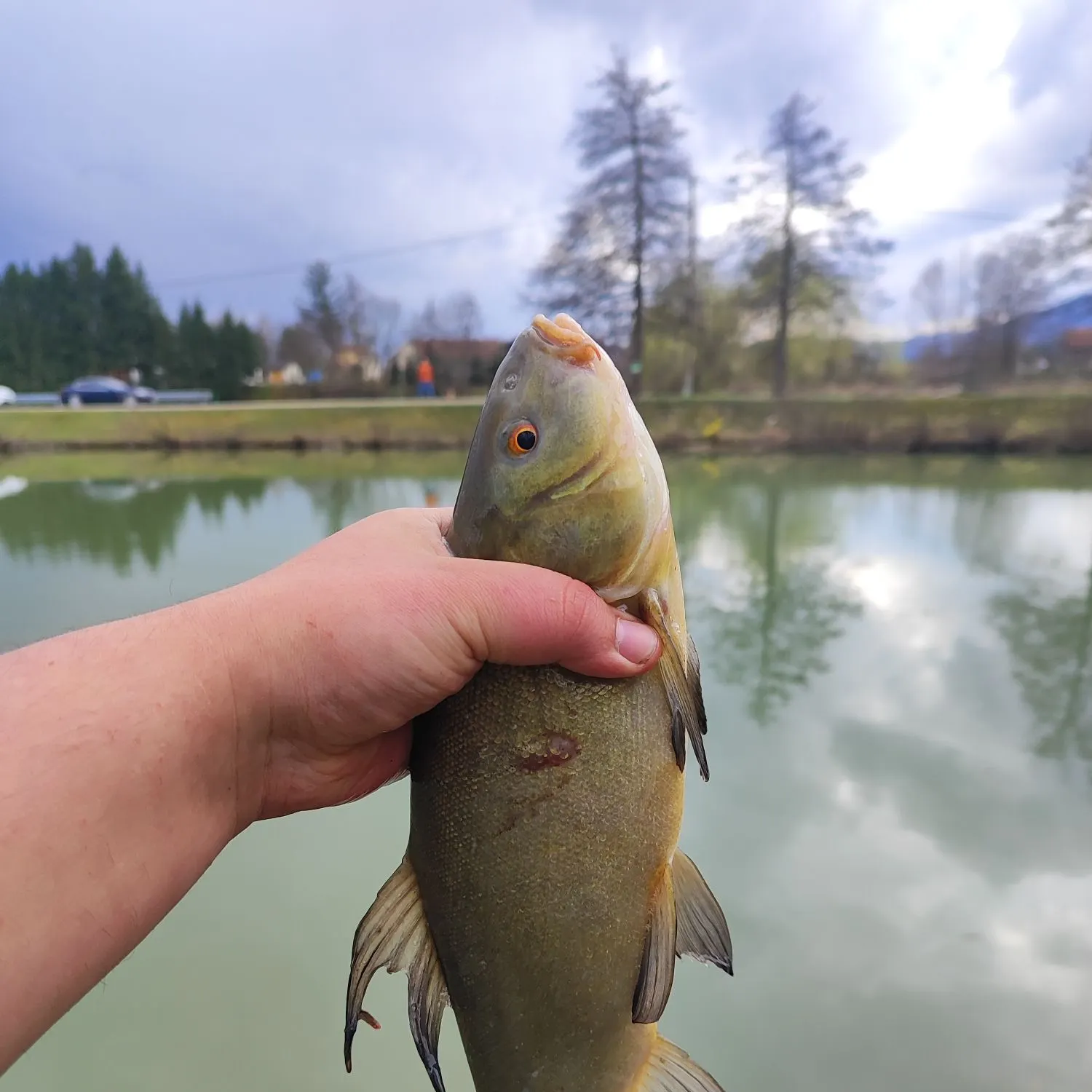 The most recent Tench catches on Fishbrain