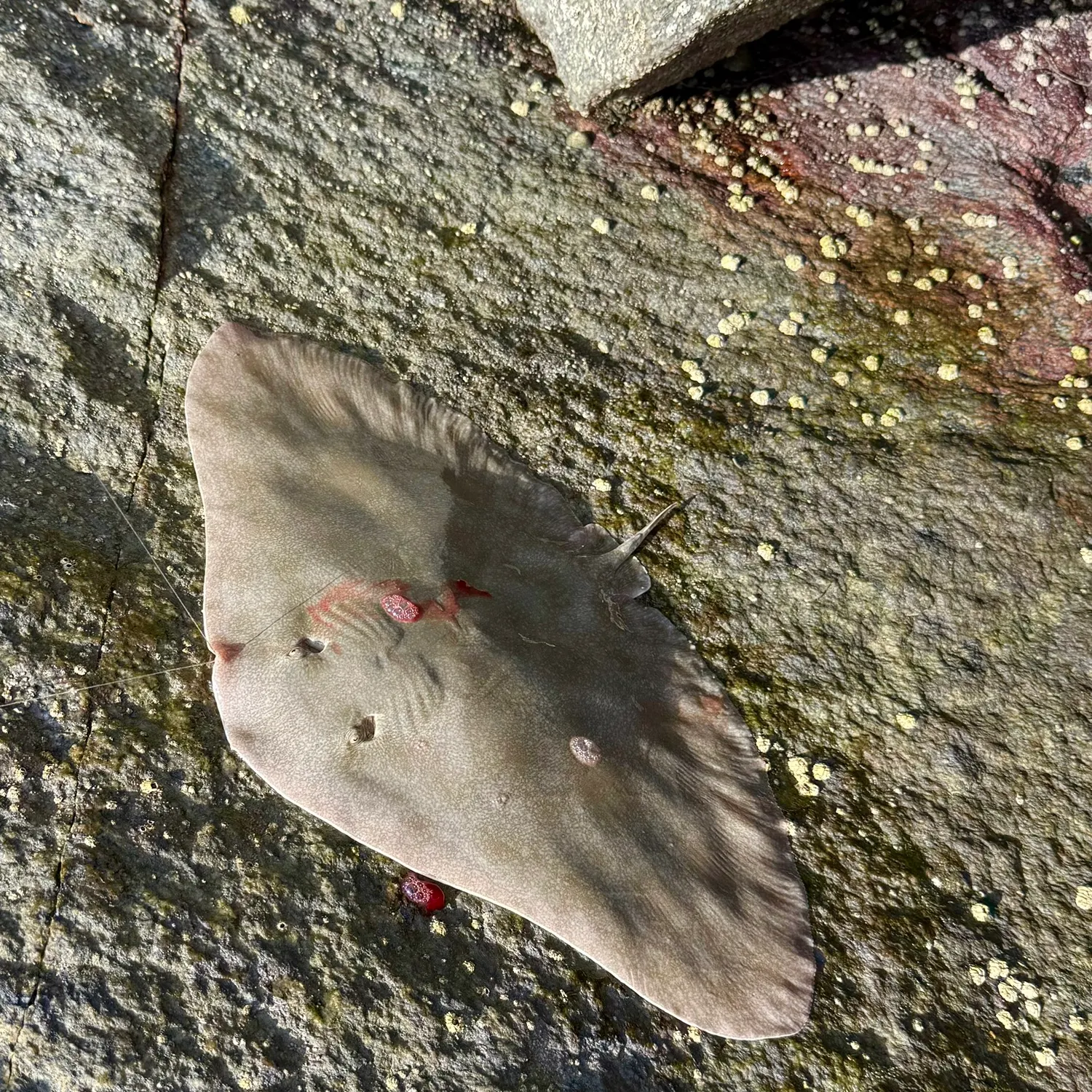 The most recent California butterfly ray catches on Fishbrain