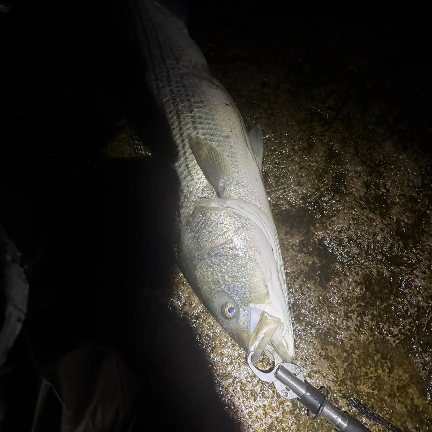 Striped bass caught on Fishbrain