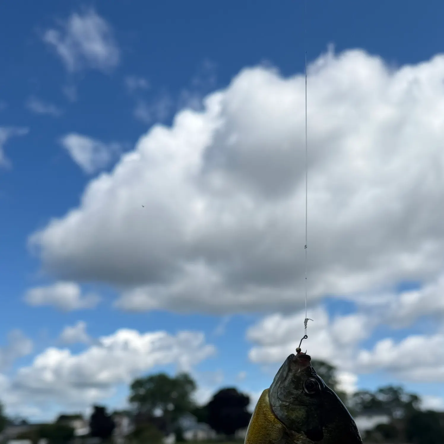 Bluegill caught on Fishbrain
