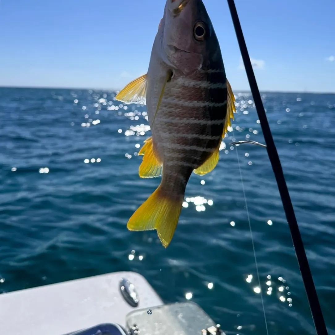 The most recent Schoolmaster snapper catches on Fishbrain